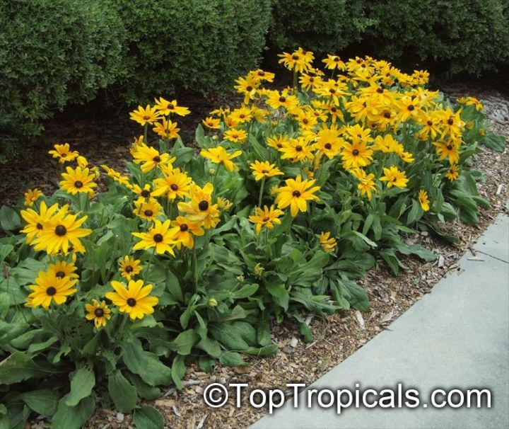 Rudbekia%20Flower%20Seed%20-%2025/50%20pcs%20Seed%20Rudbekia%20Hirta%20Coneflower%20Seed%20-%20%E0%A6%B0%E0%A7%81%E0%A6%A6%E0%A6%AC%E0%A7%87%E0%A6%95%E0%A6%BF%E0%A7%9F%E0%A6%BE%20%E0%A6%AB%E0%A7%81%E0%A6%B2%E0%A7%87%E0%A6%B0%20%E0%A6%AC%E0%A7%80%E0%A6%9C%20-%20Image%205