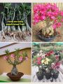 big size thai Adenium mix flower Plants 1pis. 