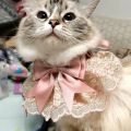 Lace Dog Bandana Printed Soft Collar Dress Up Pet Neckerchief Supplies Cat Scarf Floral Ribbon for Chihuahua Puppy Kitten Leash.