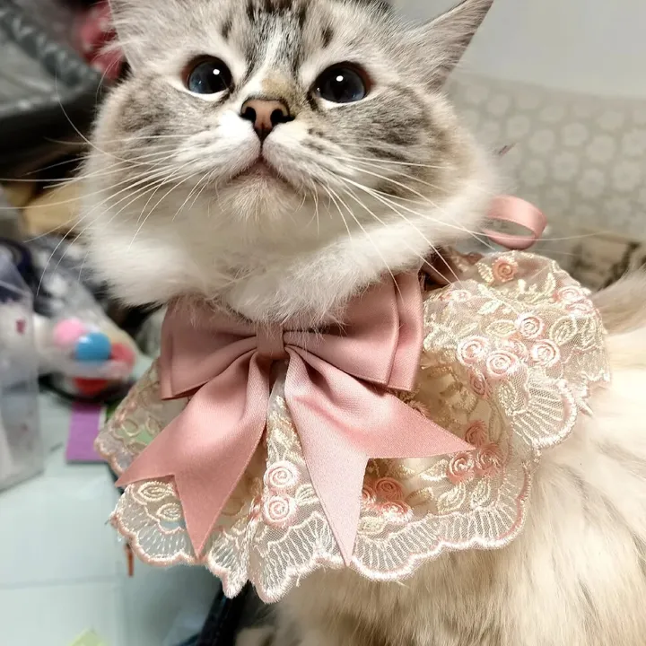 Lace%20Dog%20Bandana%20Printed%20Soft%20Collar%20Dress%20Up%20Pet%20Neckerchief%20Supplies%20Cat%20Scarf%20Floral%20Ribbon%20for%20Chihuahua%20Puppy%20Kitten%20Leash%20-%20Image%202