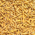 Pakistani Basmoti Rice Seeds. 