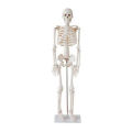 Artificial Human Skeleton model 85Cm.