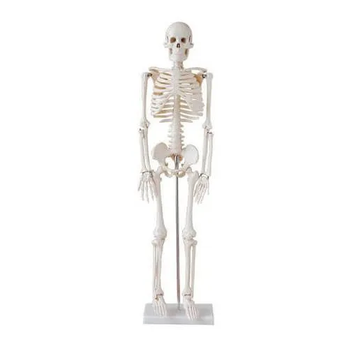 Artificial%20Human%20Skeleton%20model%20%2085Cm%20-%20Image%206