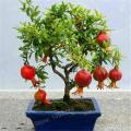 Sweet Pomegranate Bonsai Seeds - 20 Pcs Seeds.
