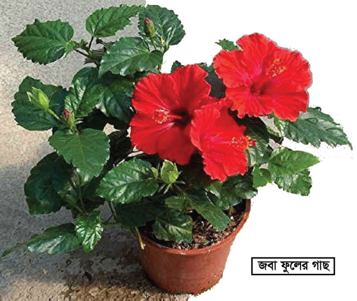 Joba Flower Plant without Pot