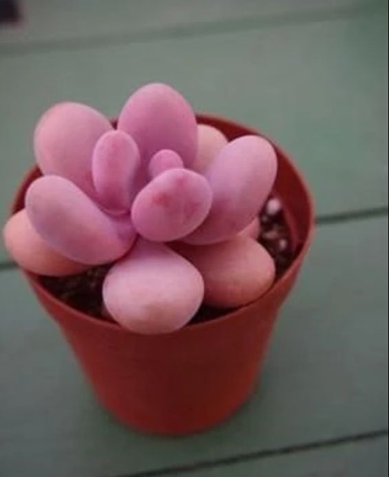 Colorful%20Lithops%20Seeds%20for%20Plants,%20Pseudotruncatella%20(%20D-31%20)%20-%2010%20pcs%20-%20Image%202