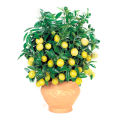 Global Dwarf Lemon Tree Seeds - 10 Pcs Seeds.