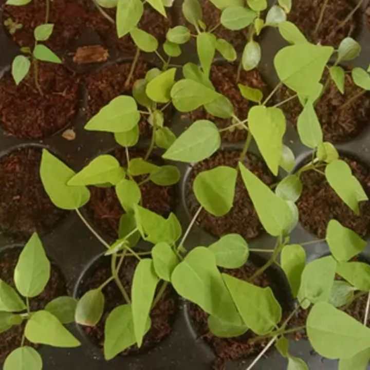 FRESH%20SEEDS%20Red%20Lady%20F1%20Hybrid%20Papaya%20Seeds-40%20pice%20-%20Image%202