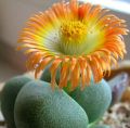 Colorful Lithops Seeds for Plants, Pseudotruncatella ( D-49 ) - 10 pcs. 