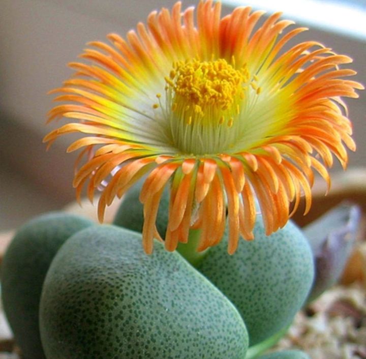 Colorful%20Lithops%20Seeds%20for%20Plants,%20Pseudotruncatella%20(%20D-49%20)%20-%2010%20pcs%20-%20Image%202
