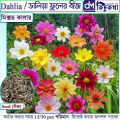 Dahlia  Seed - 15/30 pcs - Mixed Color Hybrid -ডালিয়া  ফুলের বীজ মিক্সড কালার হাইব্রিড বীজ. 