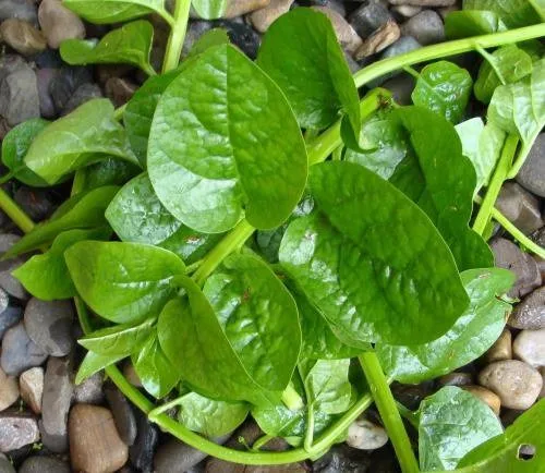 %E0%A6%AA%E0%A7%81%E0%A6%87%E0%A6%B6%E0%A6%BE%E0%A6%95%20%E0%A6%AC%E0%A7%80%E0%A6%9C%20/%2008%20gm%20Puisak%20Seed%20%20All%20Season%20Hybrid%20(500pcs+%20%20Seed)%20-%20Image%204