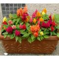 Celosia/Coxcomb Flower Seed - 25/50 pcs Seed of Coxcomb Cristata Flower  Hybrid All Season. 