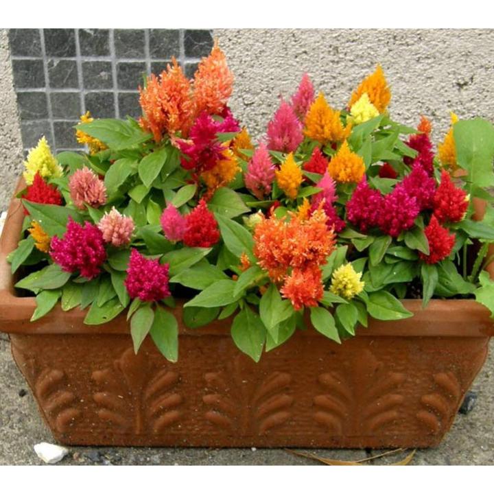 Celosia/Coxcomb%20Flower%20Seed%20-%2025/50%20pcs%20Seed%20of%20Coxcomb%20Cristata%20Flower%20%20Hybrid%20All%20Season%20-%20Image%202