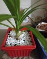 Aquarium or Garden Flower Top White Stone For Decoration. 