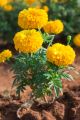 গাদা ফুল/ Marigold  Seed - 15/30 pcs - Mixed Color Hybrid - গাদা ফুলের বীজ মিক্সড কালার হাইব্রিড বীজ. 