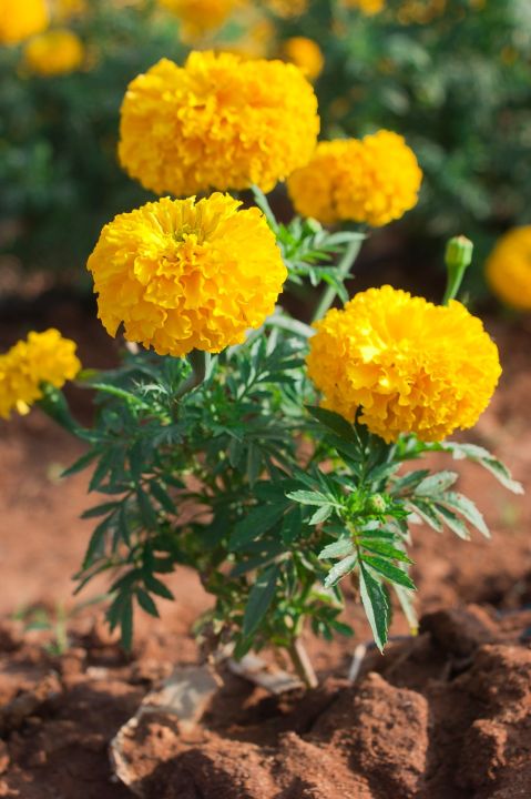 %E0%A6%97%E0%A6%BE%E0%A6%A6%E0%A6%BE%20%E0%A6%AB%E0%A7%81%E0%A6%B2/%20Marigold%20%20Seed%20-%2015/30%20pcs%20-%20Mixed%20Color%20Hybrid%20-%20%E0%A6%97%E0%A6%BE%E0%A6%A6%E0%A6%BE%20%E0%A6%AB%E0%A7%81%E0%A6%B2%E0%A7%87%E0%A6%B0%20%E0%A6%AC%E0%A7%80%E0%A6%9C%20%E0%A6%AE%E0%A6%BF%E0%A6%95%E0%A7%8D%E0%A6%B8%E0%A6%A1%20%E0%A6%95%E0%A6%BE%E0%A6%B2%E0%A6%BE%E0%A6%B0%20%E0%A6%B9%E0%A6%BE%E0%A6%87%E0%A6%AC%E0%A7%8D%E0%A6%B0%E0%A6%BF%E0%A6%A1%20%E0%A6%AC%E0%A7%80%E0%A6%9C%20-%20Image%202
