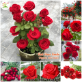30 Pcs Seeds Global Perennial Red Rose Tree Flower Seeds. 