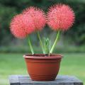 May flower/football lily seeds 30 pcs seeds(Imported global seeds).