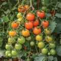 Cherry Tomato Red Color - 20 pcs Seed F1 Hybrid - চেরি টমেটো লাল.