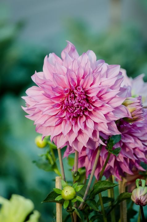 Dahlia%20%20Seed%20-%2015/30%20pcs%20-%20Mixed%20Color%20Hybrid%20-%E0%A6%A1%E0%A6%BE%E0%A6%B2%E0%A6%BF%E0%A6%AF%E0%A6%BC%E0%A6%BE%20%20%E0%A6%AB%E0%A7%81%E0%A6%B2%E0%A7%87%E0%A6%B0%20%E0%A6%AC%E0%A7%80%E0%A6%9C%20%E0%A6%AE%E0%A6%BF%E0%A6%95%E0%A7%8D%E0%A6%B8%E0%A6%A1%20%E0%A6%95%E0%A6%BE%E0%A6%B2%E0%A6%BE%E0%A6%B0%20%E0%A6%B9%E0%A6%BE%E0%A6%87%E0%A6%AC%E0%A7%8D%E0%A6%B0%E0%A6%BF%E0%A6%A1%20%E0%A6%AC%E0%A7%80%E0%A6%9C%20-%20Image%204