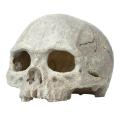 Creative Exotic Environments Human Skull Aquarium Ornament Home Office Decor. 