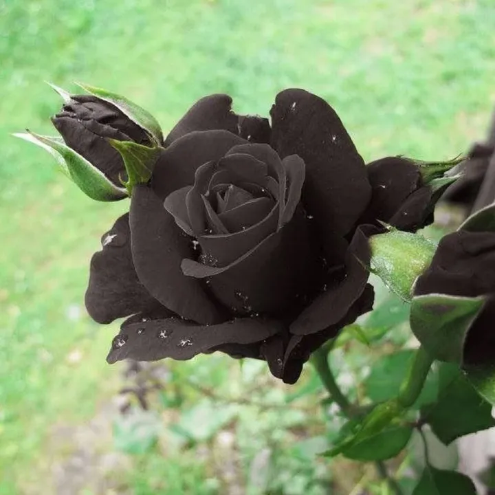 Captivating%20and%20Fresh%20-%20Rare%20Hybrid%20Black%20Rose%20Seeds%2030%20Piece%20Plus%20Seeds%20-%20Offering%20value%20and%20flexibility%20-%20Upscaled%20Standard%20-%20Image%202