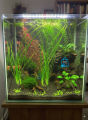 Vallisneria Nana Aquarium Live Plant Narrowleaf Vallisneria Water Plant for Aquarium, Fish tank, Guppy Tank Or Pound (2 Pich) (not cup just stem) It's need soil.