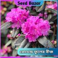 All Season Rodendro flower Hybrid seeds 30 pice + gift.