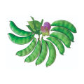 বারমাসি শিম বীজ- খাটো শিম ২০টি বীজ (Include gift).