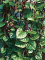 Red Puishak Mota Data Seeds - 10 Pcs. 