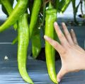 Thai Spicy Green Banana Chili Seeds - 33+ Seeds. 