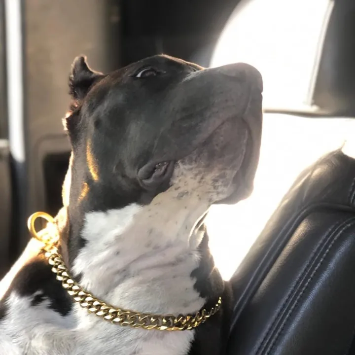 %E3%80%90Toy%20life%20hall%E3%80%91Dog%20Collar%20Welded%20Gold%20Heavy%20Choke%20Cuban%20Chain%20For%20Large%20Dogs%20-%20Image%205
