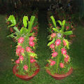 Hybrid dragon fruits seeds 12 pice + gift. 