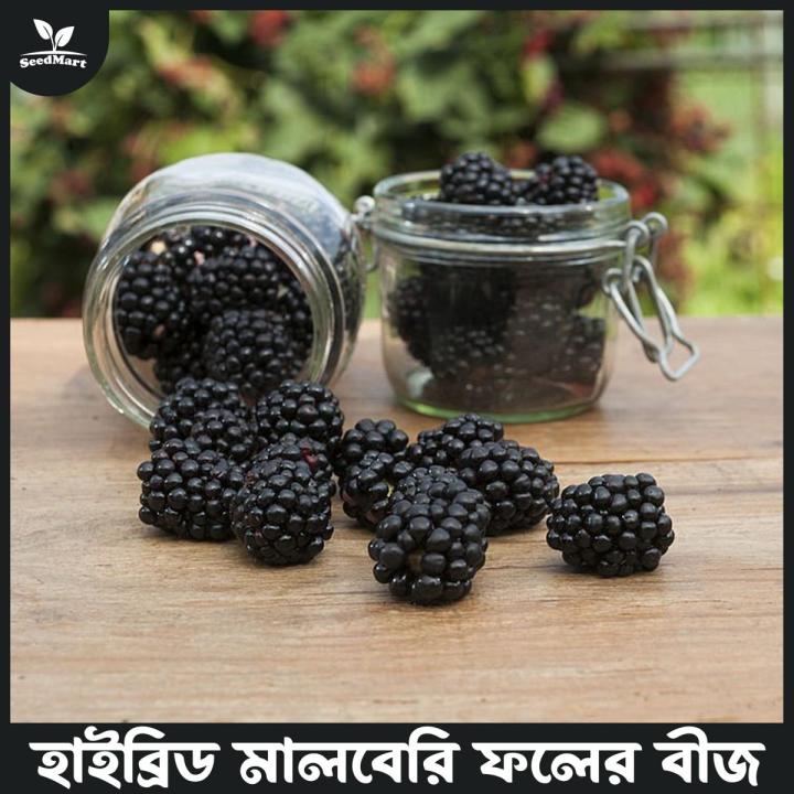 Hybrid mulberry fruits seeds 35 pice + gift