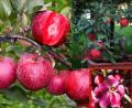 Red Apple Tree Bonsai Seeds -15 Pcs (Imported Global Seeds).
