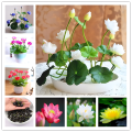 All Season Bonsai Bowel Lotus Flowers Seeds 5Pcs Seeds. 