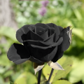 Captivating and Fresh - Rare Hybrid Black Rose Seeds 30 Piece Plus Seeds - Offering value and flexibility - Upscaled Standard.
