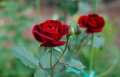All Season Organic Red Coloer Roses Flower Seeds 20 Pcs Seeds. 