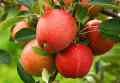 Indian Apple Fruit Tree Bonsai Seeds -15 Pcs Seeds. 