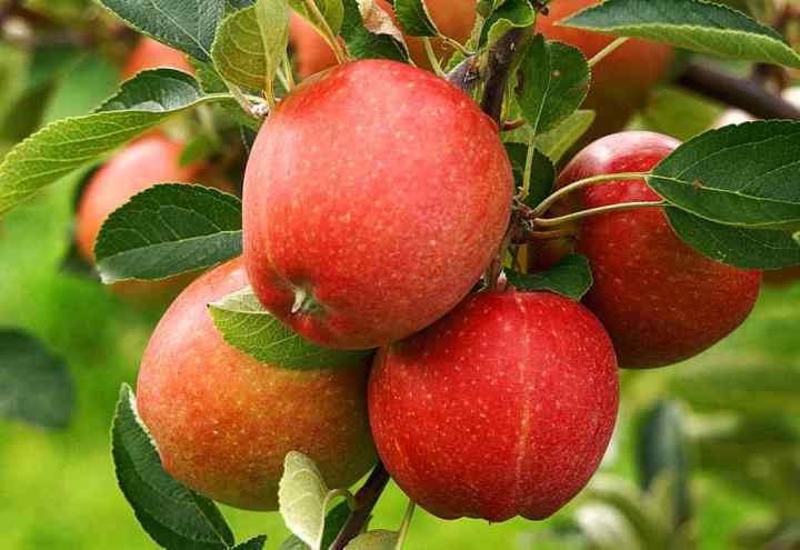 Indian Apple Fruit Tree Bonsai Seeds -15 Pcs Seeds