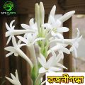 Rojonigondha Tuberose Flower Plant [2 Piece Bulb] MI's Plants. 