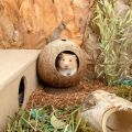 Coconut Hut Hamster House Bed for Gerbils Mice Small Animal Cage Habitat Decor.