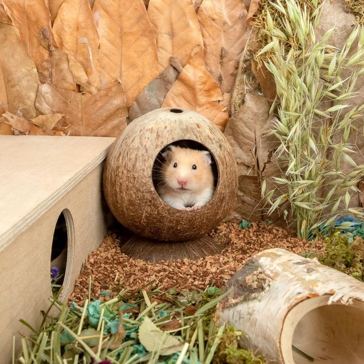 Coconut Hut Hamster House Bed for Gerbils Mice Small Animal Cage Habitat Decor