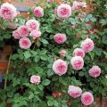 Natural Pink Juliet Roses Flower Seeds - 30 Pcs Seeds.
