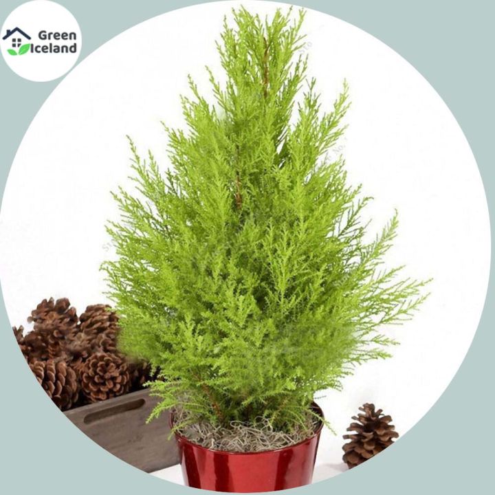 All%20Season%20Green%20Cypress%20Tree%20Seeds%20-%2010%20Pcs%20Seeds%20-%20Image%203