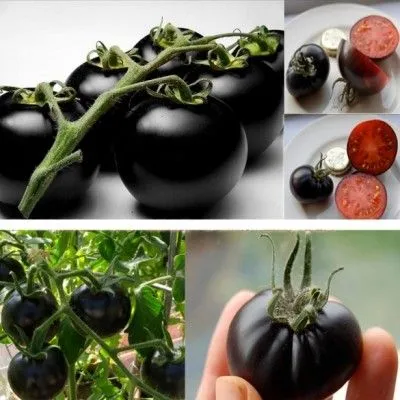 All%20Season%20Black%20Cherry%20Tomato%20Seeds%20-%2020%20Pcs%20SeedS%20-%20Image%204