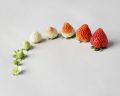Hybrid Bari Red Strawberry -হাইব্রিড স্ট্রবেরি Imported Global Seeds - 25 Pcs Seeds Hybrid China /seeds/seed/bij. 