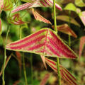 100 Pcs Christia Vespertilionis Seeds Mixed Bonsai Flowers Christia Vespertilionis Patio Garden Potted Ornamental Plants Bat Grass.
