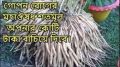 Sotomul Gura Powder 200 Gm Shatamul.